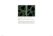 Roitt chapter 18_autoimmune diseases_pdf