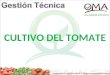 Cultivo de tomate presentacion (5)