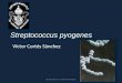 3.  Streptococcus pyogenes