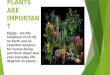Why plants are important