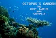 Octopus's Garden - Great barrier reef