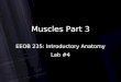 Lab4 Muscles Part 3