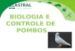 Biologia e controle de pombos