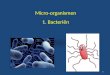 Micro organismen 1. Bacteriën
