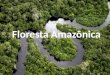 Floresta amazônica 6ª serie