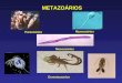 primeiras aulas Invertebrados