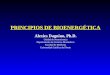 Procesos Biologicos - 10 - Bioenergetica.27.04.09