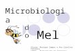 Microbiologia Do Mel