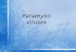 Paramyxovirus lec