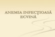 Anemia Infectioasa Ecvina