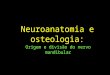 aula - neuroanatomia e osteologia, divisão mandibular