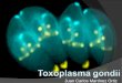 Toxoplasma gondii 2008_1_1