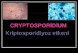 Cryptosporidium Balantidium Coli Isospora