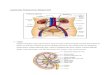 Anatomi Dan Fisiologi Proses Eliminasi