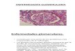 enfermedaes glomerulares