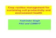 Crop Residue Management for Sustaining Soil Productivity and Environment Health - - Yadvinder Singh