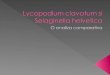 Lycopodium Clavatum Si Selaginella Helvetica