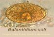 Parasitologia: Balantidium Coli, Flajelados comensales
