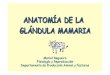 anatomia de la glandula mamaria diap.pdf