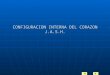 2.-Estructura Interna Corazon II