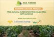 PAULOWNIA & INTERCROPPING PAULOWNIAWITH BANANA asiaforests.com