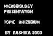 Rhizobium Microbiology Science Learning Educative Presentation
