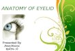 Anatomy of eyelid