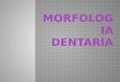 morfologia dentara