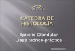 Epitelio Glandular - teórico practico de histología