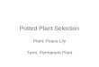 10 19  Potted  Plant  Selection