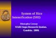 0002 System of Rice Intensification (SRI)