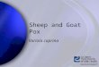 Sheep goatpox