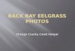 Back bay eelgrass project