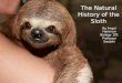 The Natural History of the Sloth