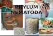 Phylum nematoda 1
