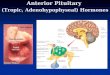 Anterior pituitary hormones