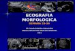 Original ecografia morfologica