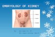 Embryology of kidney