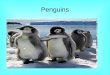Penguins (Joana)