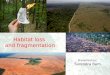Habitat loss and fragmentation