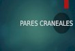 Pareas Craneales
