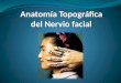 Anatomia topografica n.facial