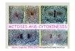 L10 mitosis cytokinesis_eng