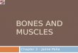 The Skeleton  Bones And Muscles Mr. Jaime 5th. BáSico