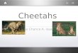 Cheetahs c