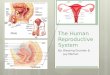 The human reproductive system