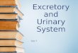 Excretory and urinary system