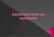 Respiration in humans