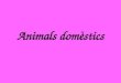 Animals domèstics