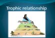 Trophic Relationships by Adrián de 5º B